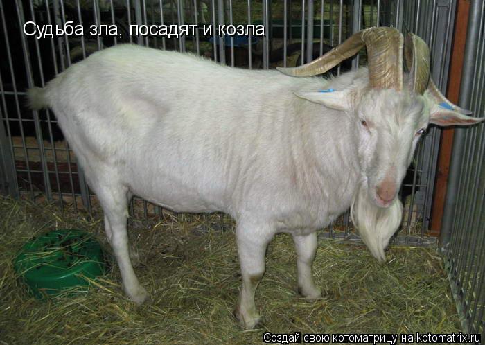 Судьба зла, посадят и козла... Котоматрица: Судьба зла, посадят и козла