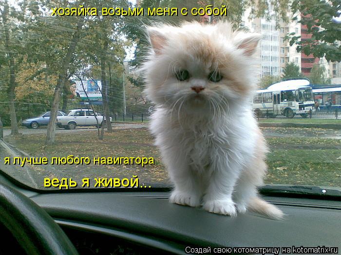 хозяйка возьми меня с собой я лучше любого навигатора ведь я живой ...... Котоматрица: хозяйка возьми меня с собой я лучше любого навигатора ведь я живой ...