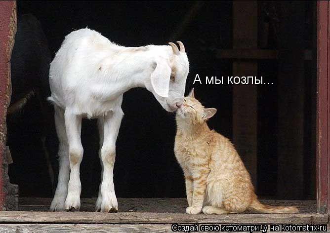 А мы козлы...... Котоматрица: А мы козлы...