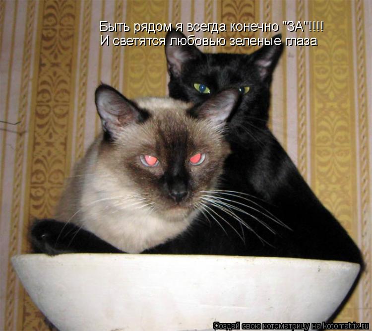Быть рядом я всегда конечно "ЗА"!!!! И светятся любовью зеленые глаза... Котоматрица: Быть рядом я всегда конечно "ЗА"!!!! И светятся любовью зеленые глаза