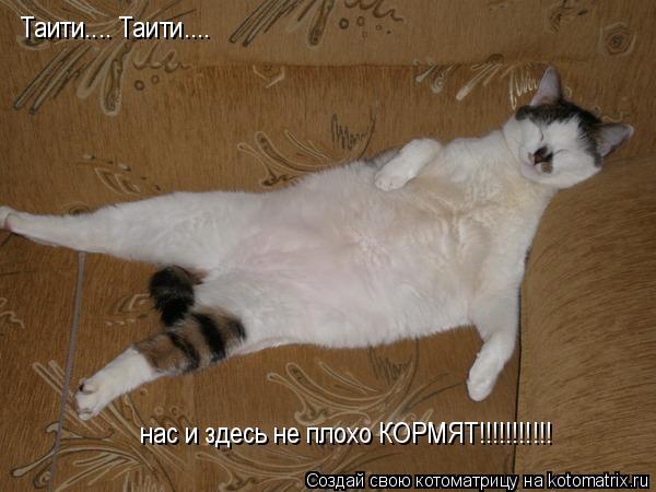 Таити.... Таити.... нас и здесь не плохо КОРМЯТ!!!!!!!!!!!... Котоматрица: Таити.... Таити.... нас и здесь не плохо КОРМЯТ!!!!!!!!!!!