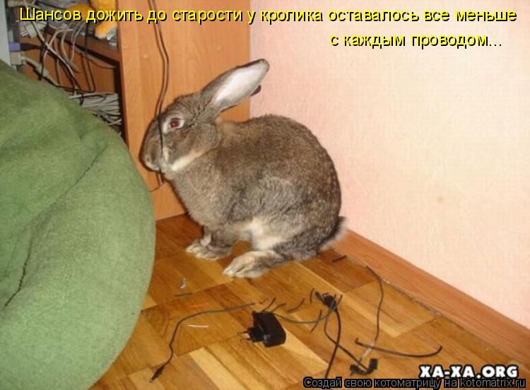 Шансов дожить до старости у кролика оставалось все меньше с каждым проводом...... Котоматрица: Шансов дожить до старости у кролика оставалось все меньше с каждым проводом...
