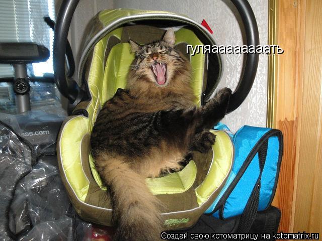 гуляаааааааать... Котоматрица: гуляаааааааать