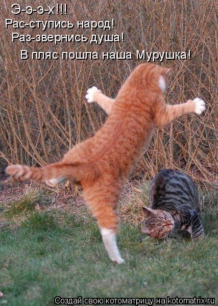Э-э-э-х!!! Рас-ступись народ! Раз-звернись душа! В пляс пошла наша Мурушка!... Котоматрица: Э-э-э-х!!! Рас-ступись народ! Раз-звернись душа! В пляс пошла наша Мурушка!