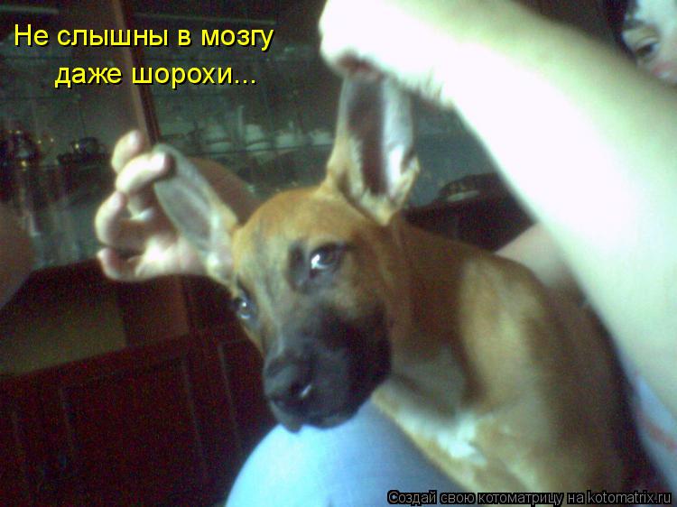 Не слышны в мозгу даже шорохи...... Котоматрица: Не слышны в мозгу даже шорохи...