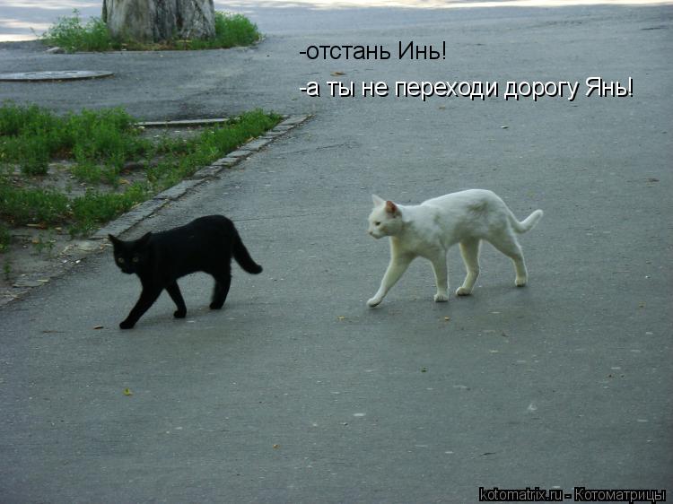 -отстань Инь! -а ты не переходи дорогу Янь!... Котоматрица: -отстань Инь! -а ты не переходи дорогу Янь!