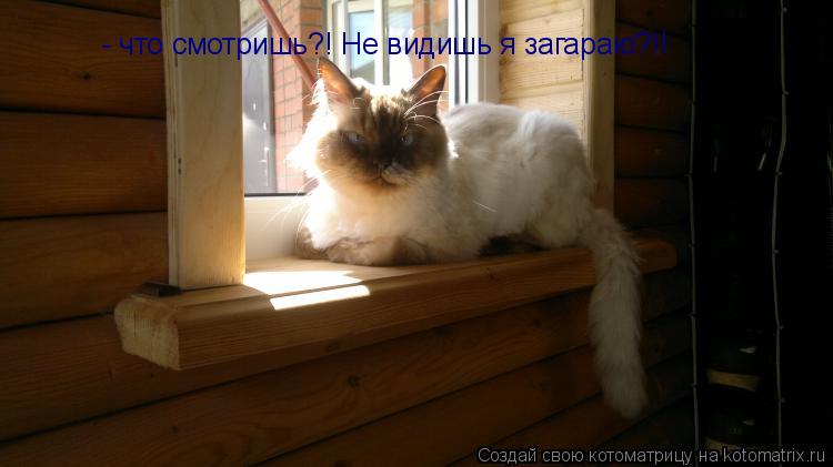Котоматрица: - что смотришь?! Не видишь я загараю?!!