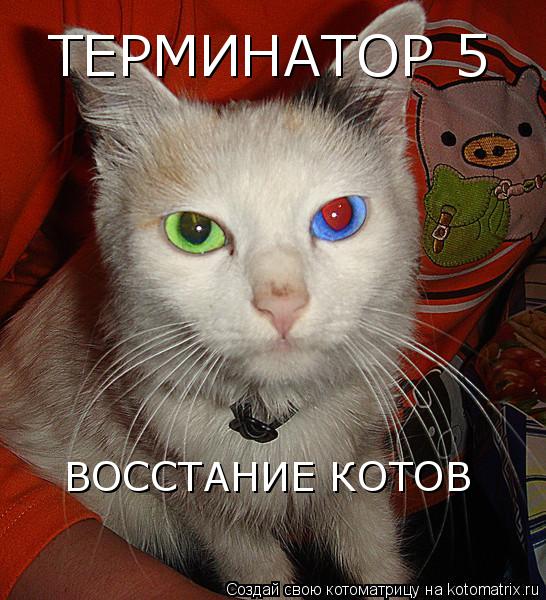 ТЕРМИНАТОР 5 ВОССТАНИЕ КОТОВ... Котоматрица: ТЕРМИНАТОР 5 ВОССТАНИЕ КОТОВ