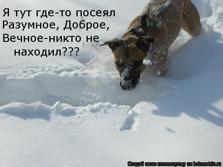 Я тут где-то посеял Разумное, Доброе, Вечное-никто не находил???... Котоматрица: Я тут где-то посеял Разумное, Доброе, Вечное-никто не находил???