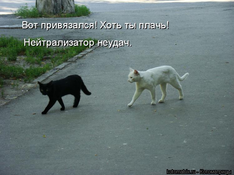 Котоматрица: Вот привязался! Хоть ты плачь! Нейтрализатор неудач.