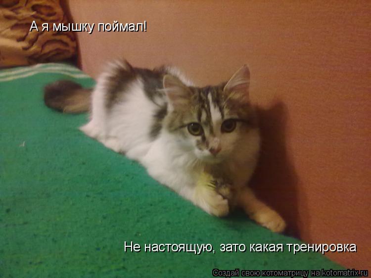 А я мышку поймал! Не настоящую, зато какая тренировка... Котоматрица: А я мышку поймал! Не настоящую, зато какая тренировка