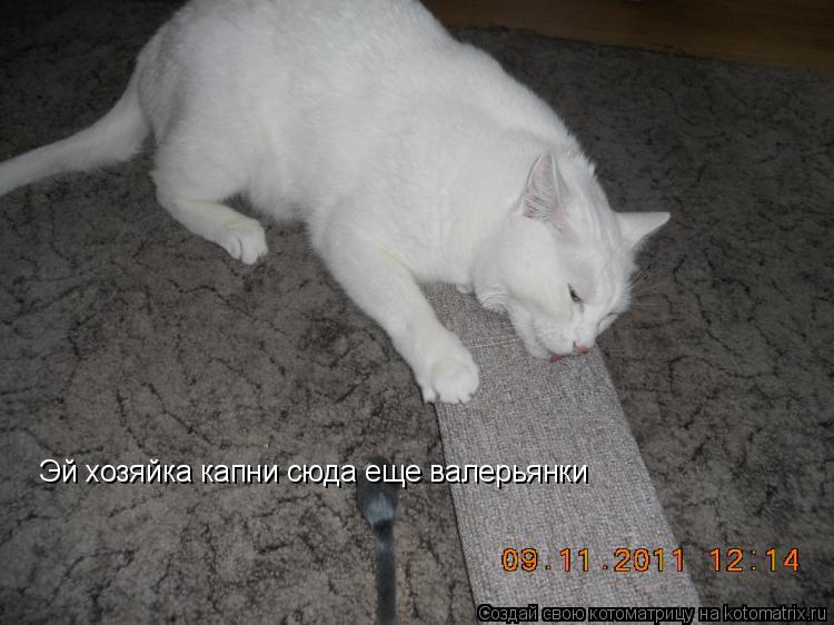 Эй хозяйка капни сюда еще валерьянки... Котоматрица: Эй хозяйка капни сюда еще валерьянки