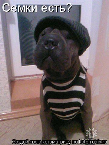 Семки есть?... Котоматрица: Семки есть?