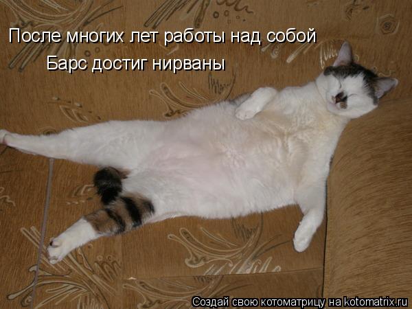 После многих лет работы над собой Барс достиг нирваны... Котоматрица: После многих лет работы над собой Барс достиг нирваны