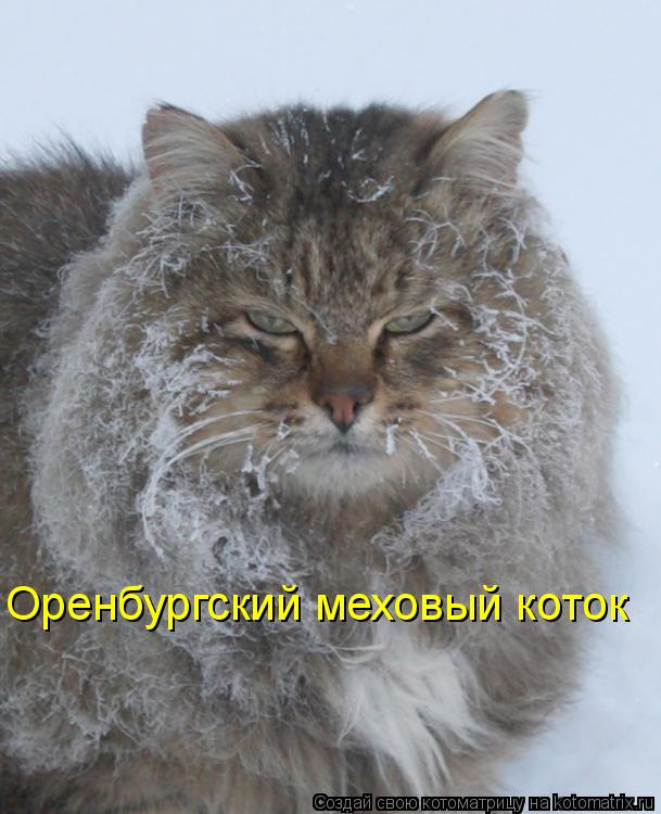 Оренбургский меховый коток... Котоматрица: Оренбургский меховый коток