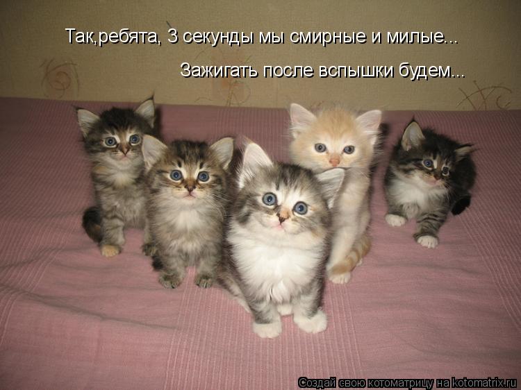 Так,ребята, 3 секунды мы смирные и милые... Зажигать после вспышки будем...... Котоматрица: Так,ребята, 3 секунды мы смирные и милые... Зажигать после вспышки будем...