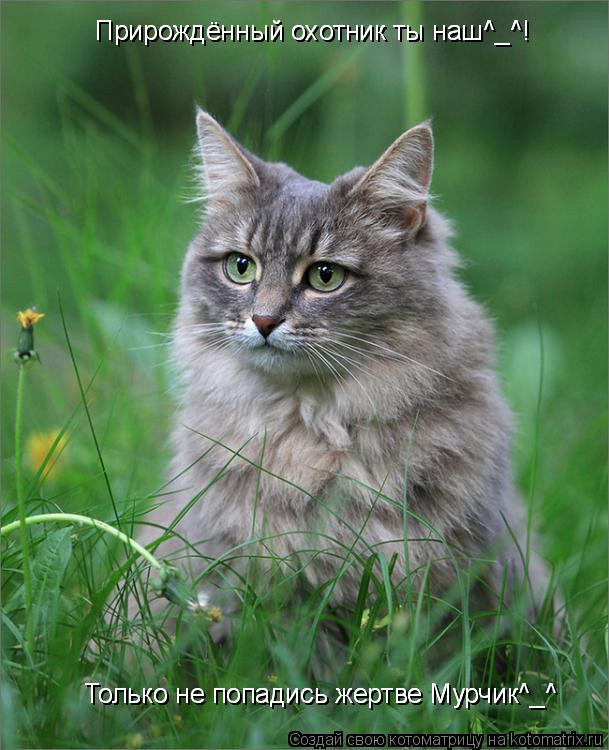 Прирождённый охотник ты наш^_^! Прирождённый охотник ты наш^_^! Только не попадись жертве Мурчик^_^ Т... Котоматрица: Прирождённый охотник ты наш^_^! Прирождённый охотник ты наш^_^! Только не попадись жертве Мурчик^_^ Только не попадись жертве Мурчик^_^ Прирожд