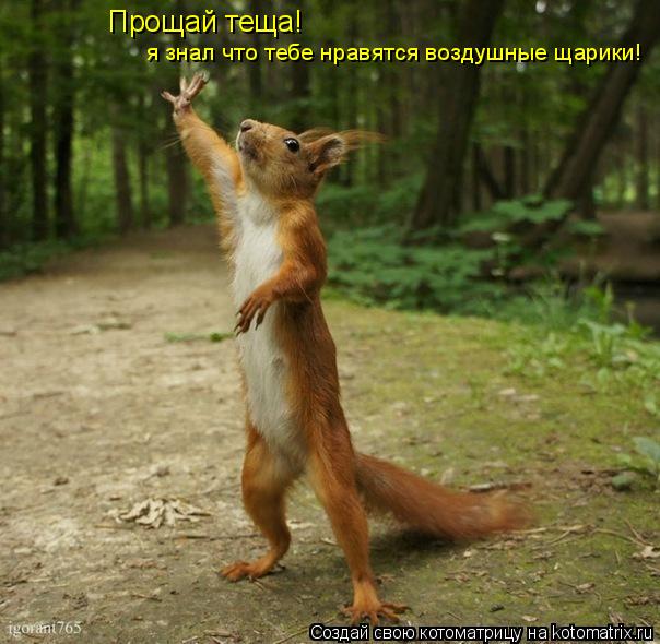 Прощай теща! я знал что тебе нравятся воздушные щарики!... Котоматрица: Прощай теща! я знал что тебе нравятся воздушные щарики!