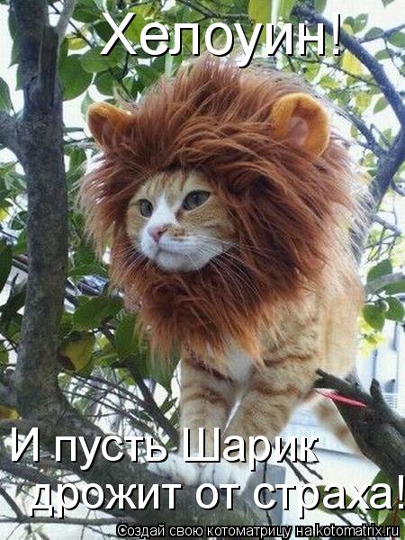 Хелоуин! И пусть Шарик дрожит от страха!... Котоматрица: Хелоуин! И пусть Шарик дрожит от страха!