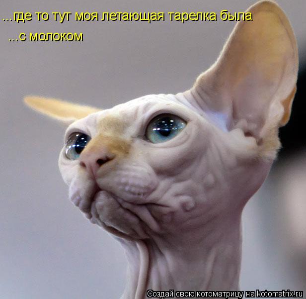 ...где то тут моя летающая тарелка была ...с молоком... Котоматрица: ...где то тут моя летающая тарелка была ...с молоком