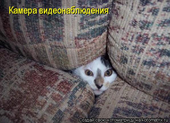 Камера видеонаблюдения... Котоматрица: Камера видеонаблюдения