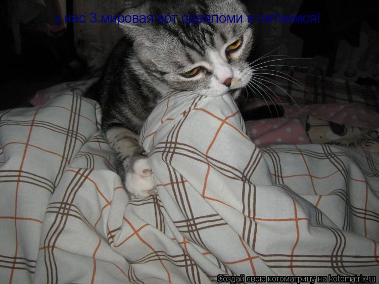 у нас 3 мировая вот одеяломи и питаемся!... Котоматрица: у нас 3 мировая вот одеяломи и питаемся!