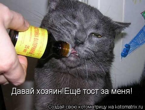 Котоматрица: Давай хозяин!Ещё тост за меня!