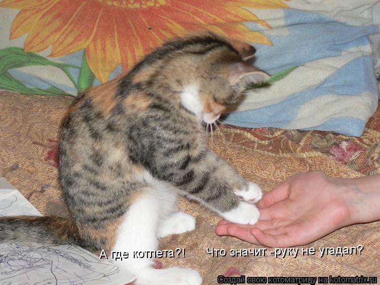 Котоматрица: А где котлета?!      Что значит -руку не угадал?