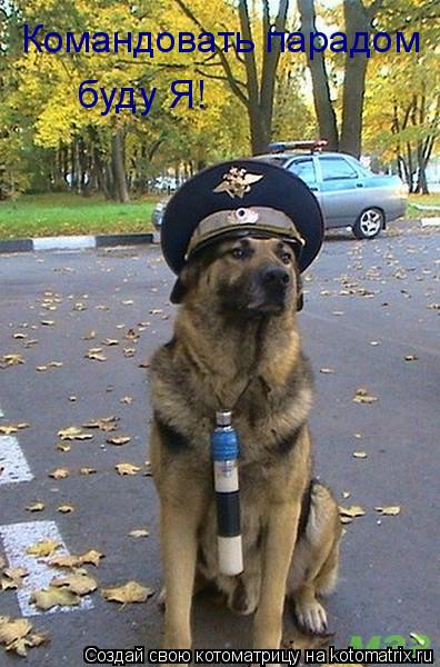 Котоматрица: Командовать парадом буду Я!