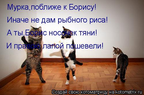 Котоматрица: Мурка,поближе к Борису! Иначе не дам рыбного риса! А ты,Борис носочек тяни! И правою лапой пошевели!