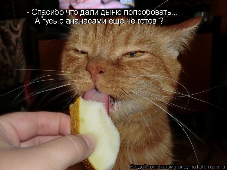 Котоматрица: - Спасибо что дали дыню попробовать... А гусь с ананасами еще не готов ?