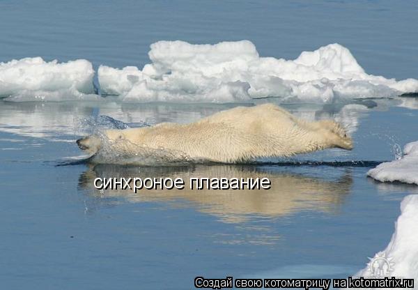 Котоматрица: синхроное плавание