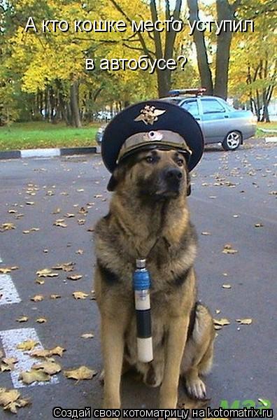Котоматрица: А кто кошке место уступил  в автобусе?
