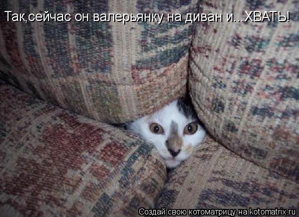 Котоматрица: Так,сейчас он валерьянку на диван и...ХВАТЬ!