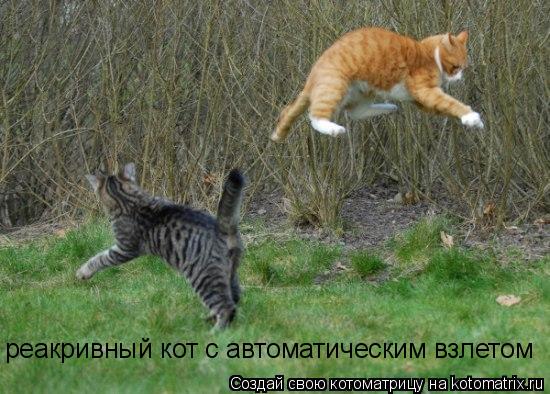 Котоматрица: реакривный кот с автоматическим взлетом