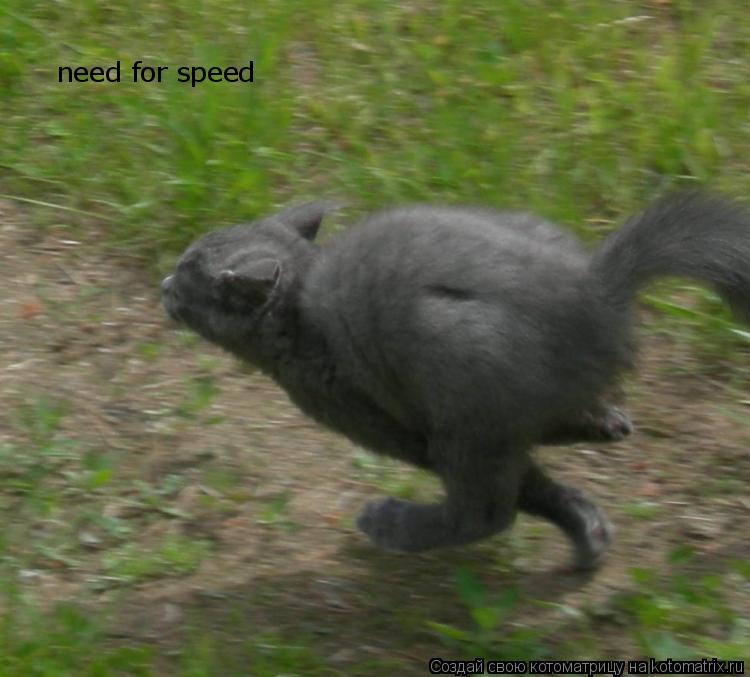 Котоматрица: need for speed