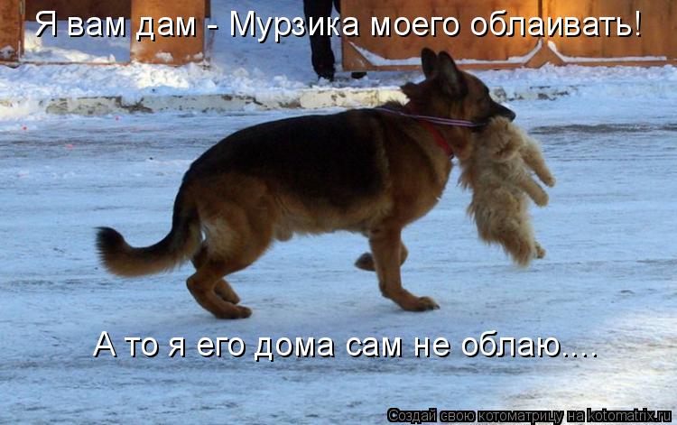 Я вам дам - Мурзика моего облаивать! А то я его дома сам не облаю....... Котоматрица: Я вам дам - Мурзика моего облаивать! А то я его дома сам не облаю....