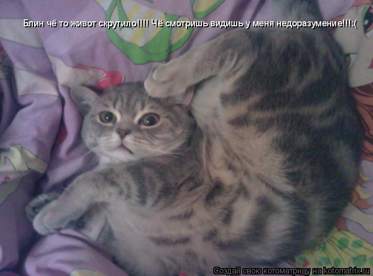 Котоматрица: Блин чё то живот скрутило!!!! Чё смотришь видишь у меня недоразумение!!!:(