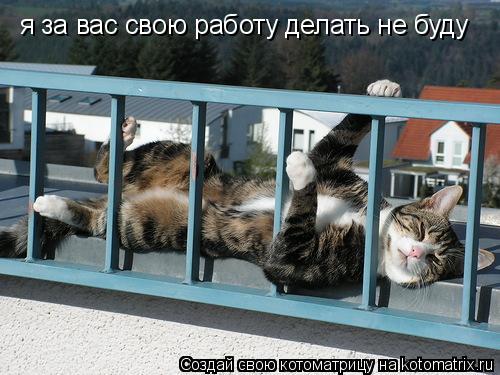 Котоматрица: я за вас свою работу делать не буду