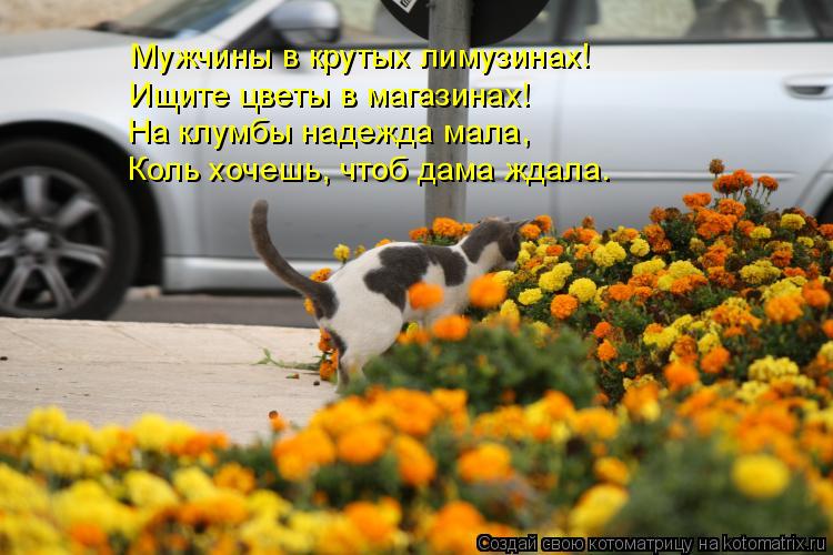 Котоматрица: Мужчины в крутых лимузинах! Ищите цветы в магазинах! На клумбы надежда мала, Коль хочешь, чтоб дама ждала.