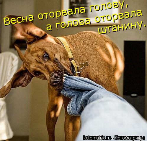 Котоматрица: Весна оторвала голову, а голова оторвала штанину.