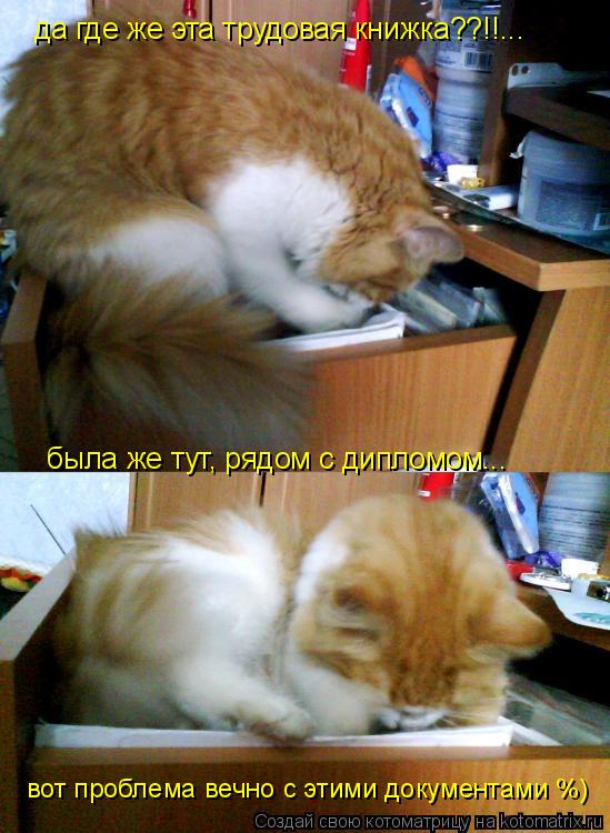 Котоматрица: да где же эта трудовая книжка??!!... была же тут, рядом с дипломом... вот проблема вечно с этими документами %)