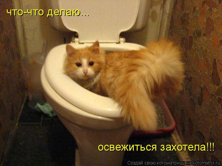 Котоматрица: что-что делаю...  освежиться захотела!!!