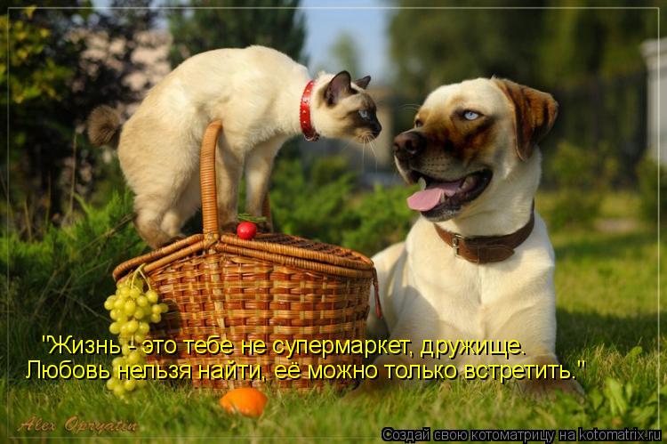 Котоматрица: "Жизнь - это тебе не супермаркет, дружище. Любовь нельзя найти, её можно только встретить."