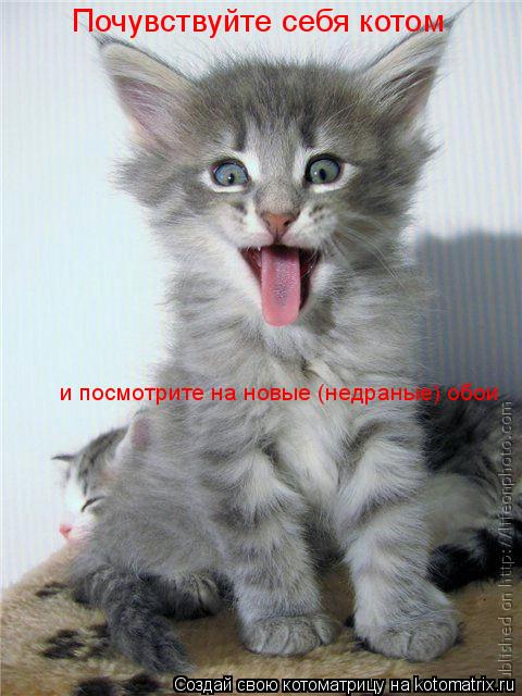 Котоматрица: Почувствуйте себя котом  и посмотрите на новые (недраные) обои