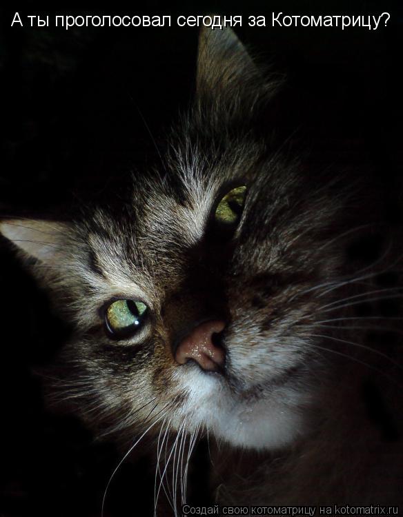 Котоматрица: А ты проголосовал сегодня за Котоматрицу?