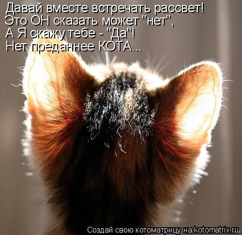Котоматрица: Давай вместе встречать рассвет! Это ОН сказать может "нет", А Я скажу тебе - "Да"! Нет преданнее КОТА...