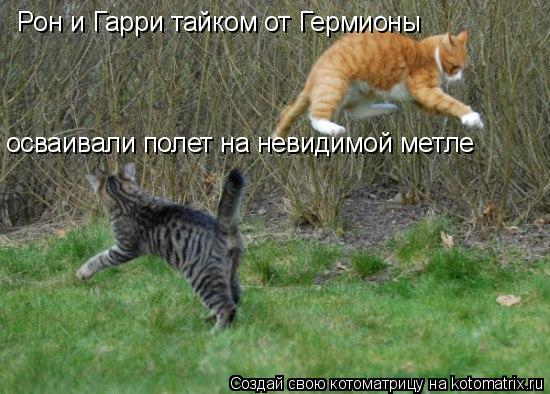 Котоматрица: Рон и Гарри тайком от Гермионы осваивали полет на невидимой метле