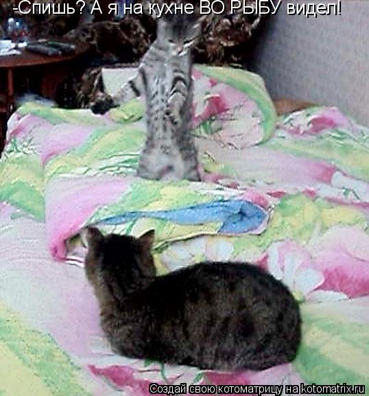 Котоматрица: -Спишь? А я на кухне ВО РЫБУ видел!
