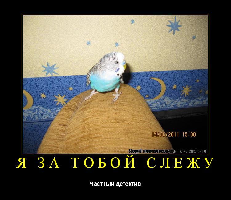 Котоматрица: Я за тобой слежу Частный детектив